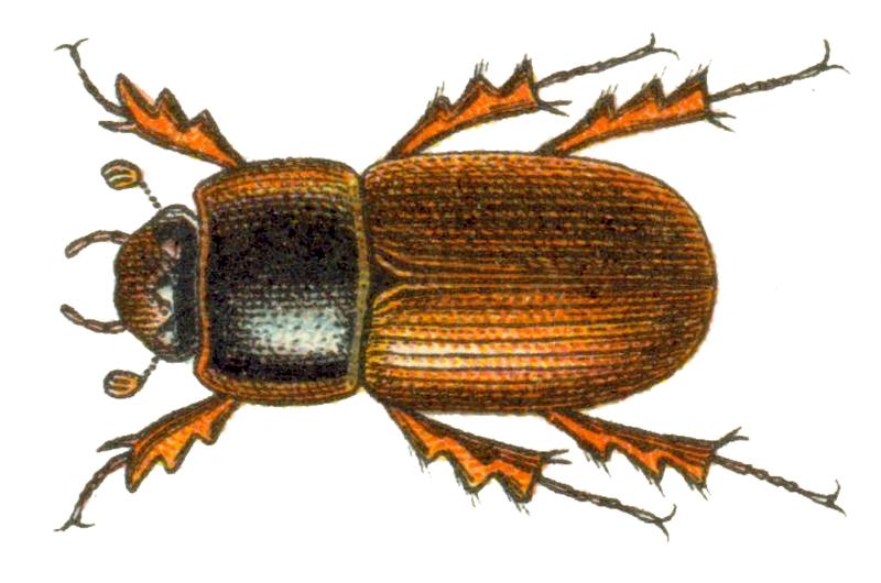 Aphodius rufus