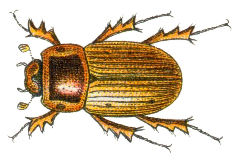 Aphodius sordidus