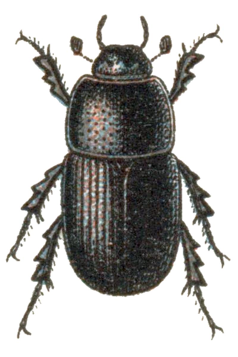 Aphodius subterraneus