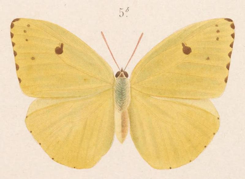 Aphrissa neleis (female)