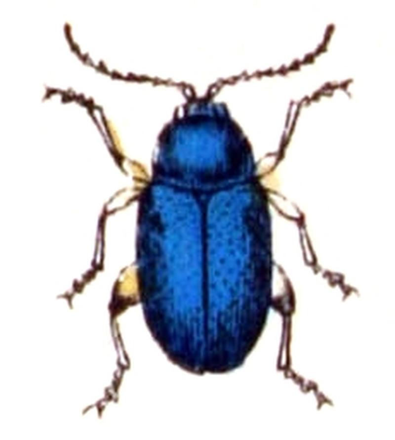 Aphthona.nonstriata.-.calwer.43.18