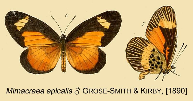 Mimacraea apicalis from original description