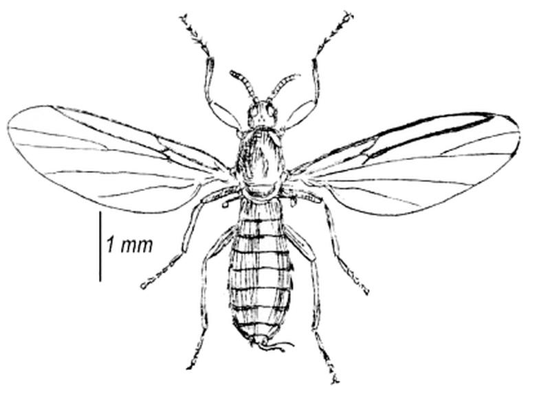 Apiloscatopse bifilata adult (Francis Walker Insecta Brijtanica Vol 3 page 393 plate XXIV)