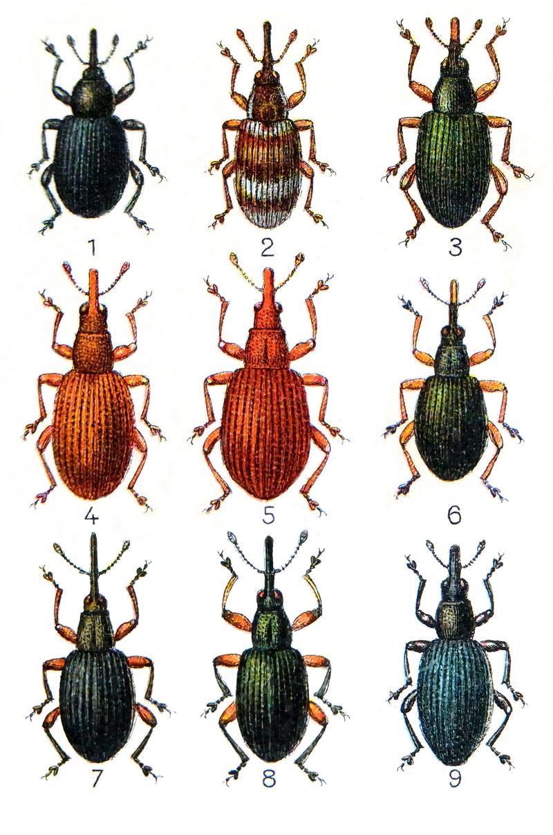 Apionidae Reitter