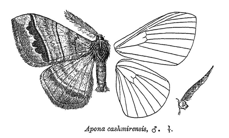 AponaCashmirensis