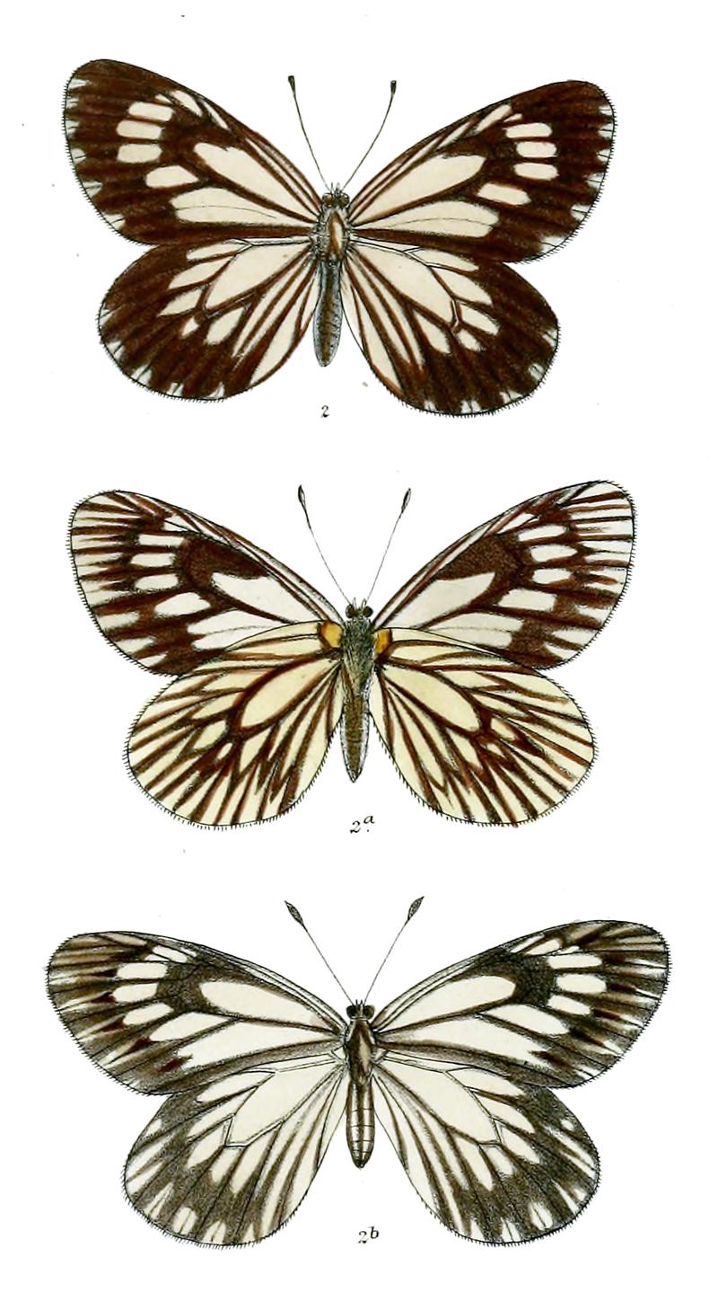 Aporia harrietae 524