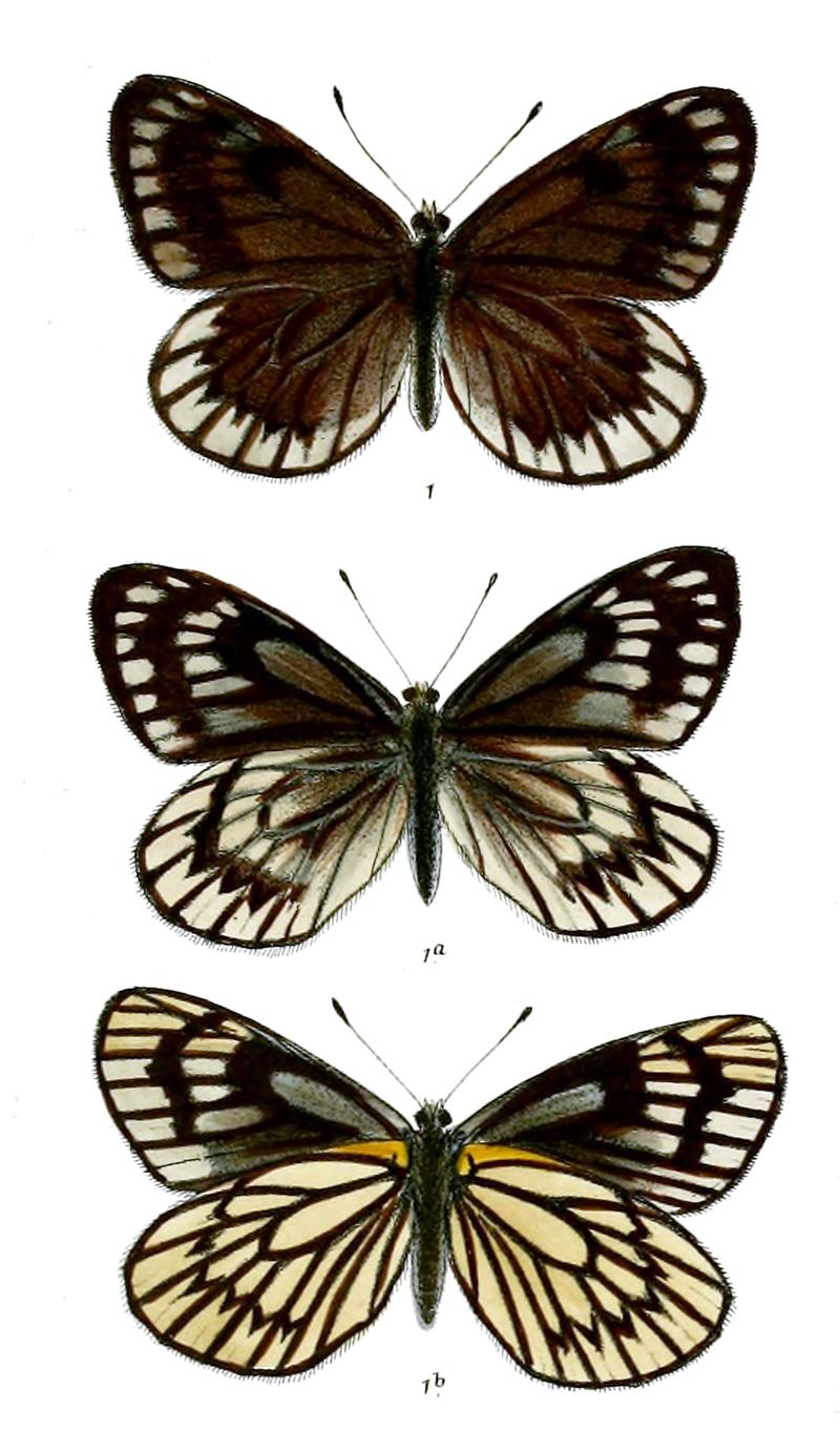 Aporia nabellica 524