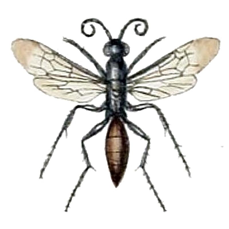 Aporus unicolor