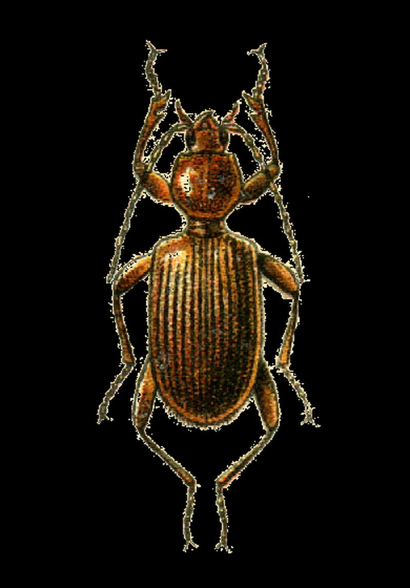 Apotomus testaceus