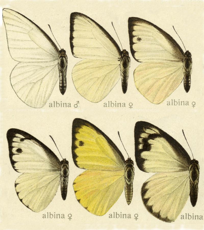 Appias albina