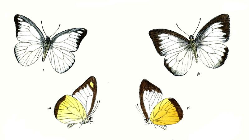 Appias hippoides