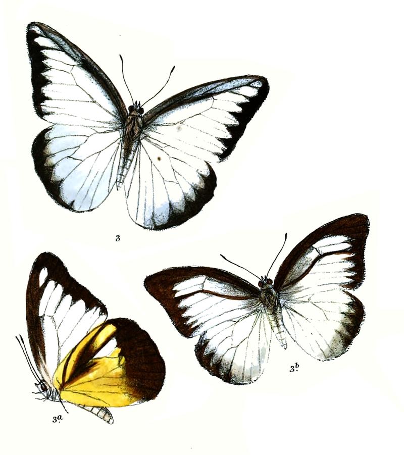 Appias latifasciata