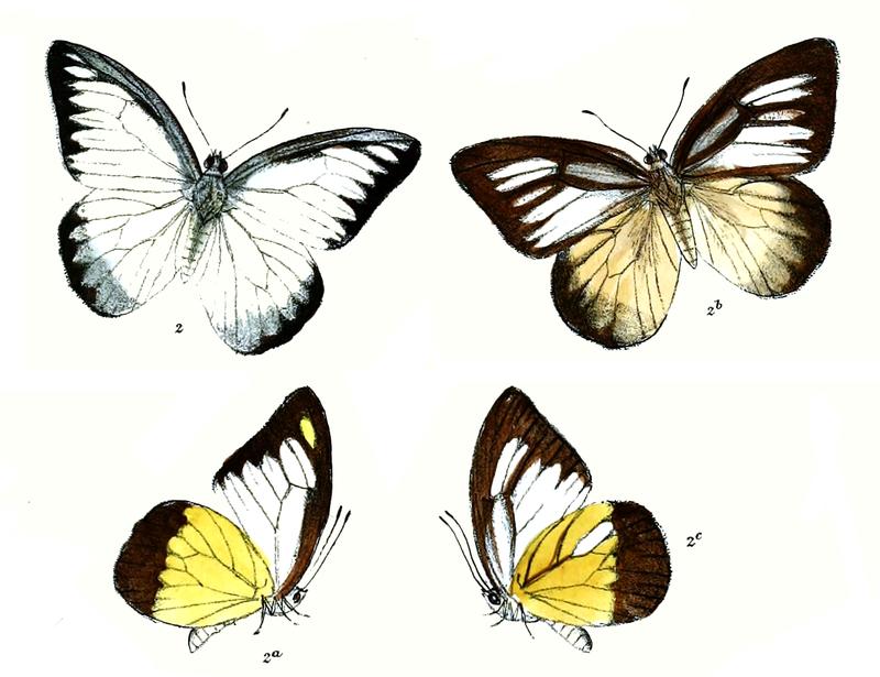 Appias taprobana