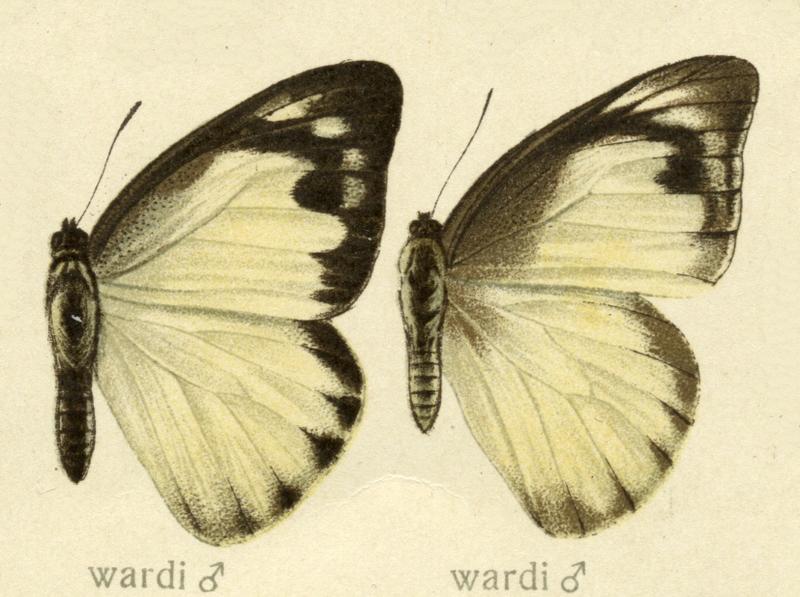 AppiasWardiSeitz