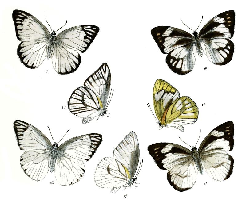 Appias zelmira wet and intermediate season forms