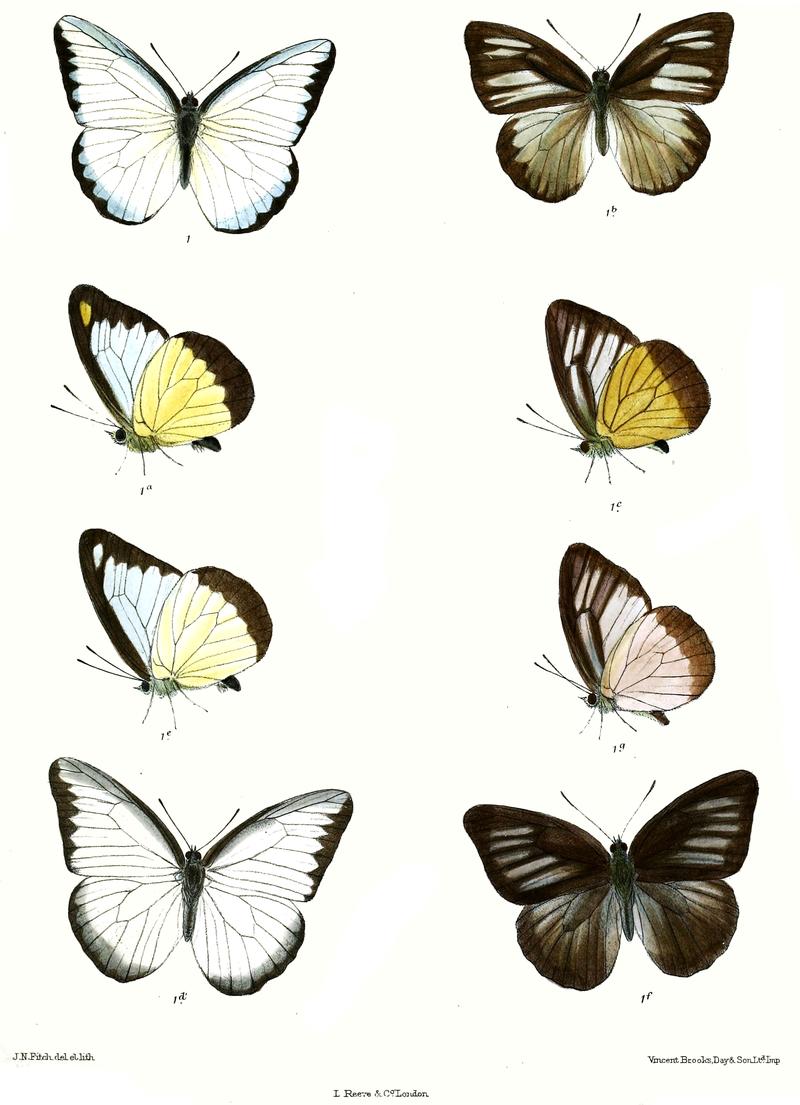 Appias hippoides 540