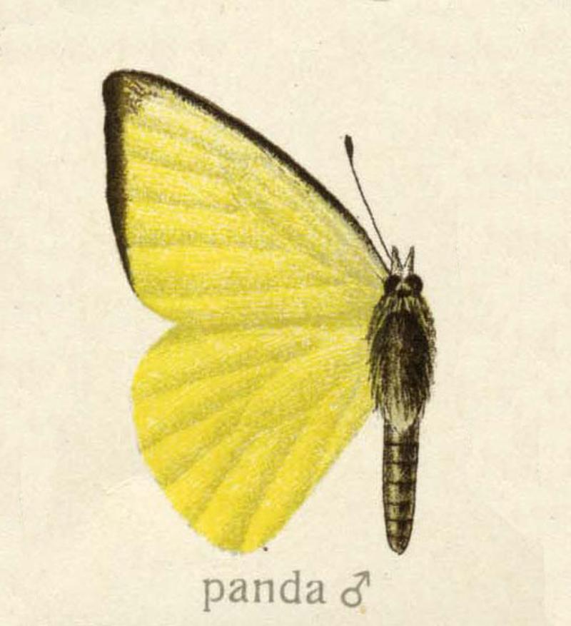 Appias panda male