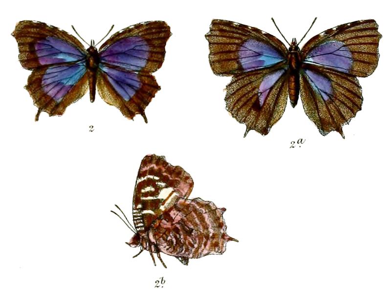 ApporasaAtkinsoni 671 2 Knight