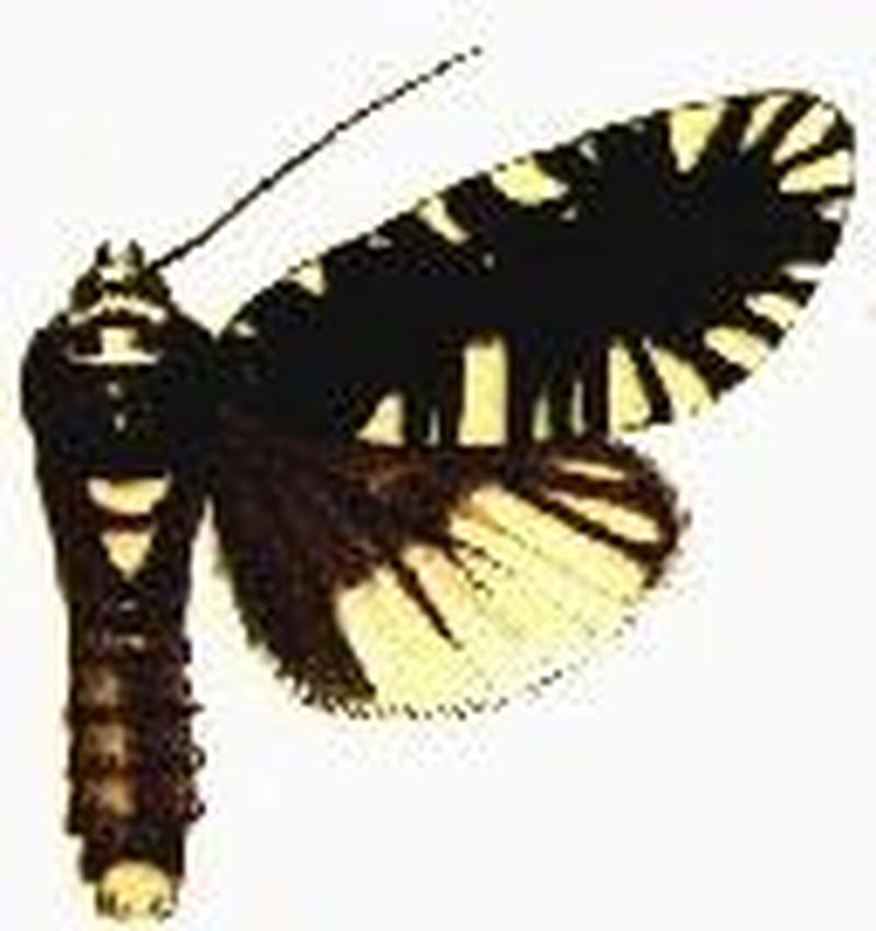 Apsarusa nigrocaerulea