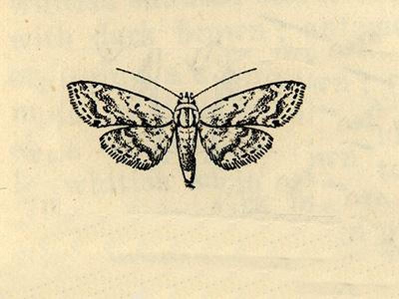 Araeopteron acidalica