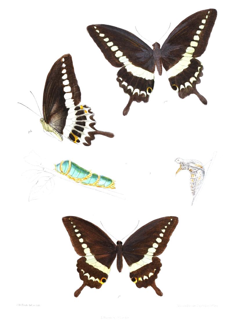 Araminta liomedon 461