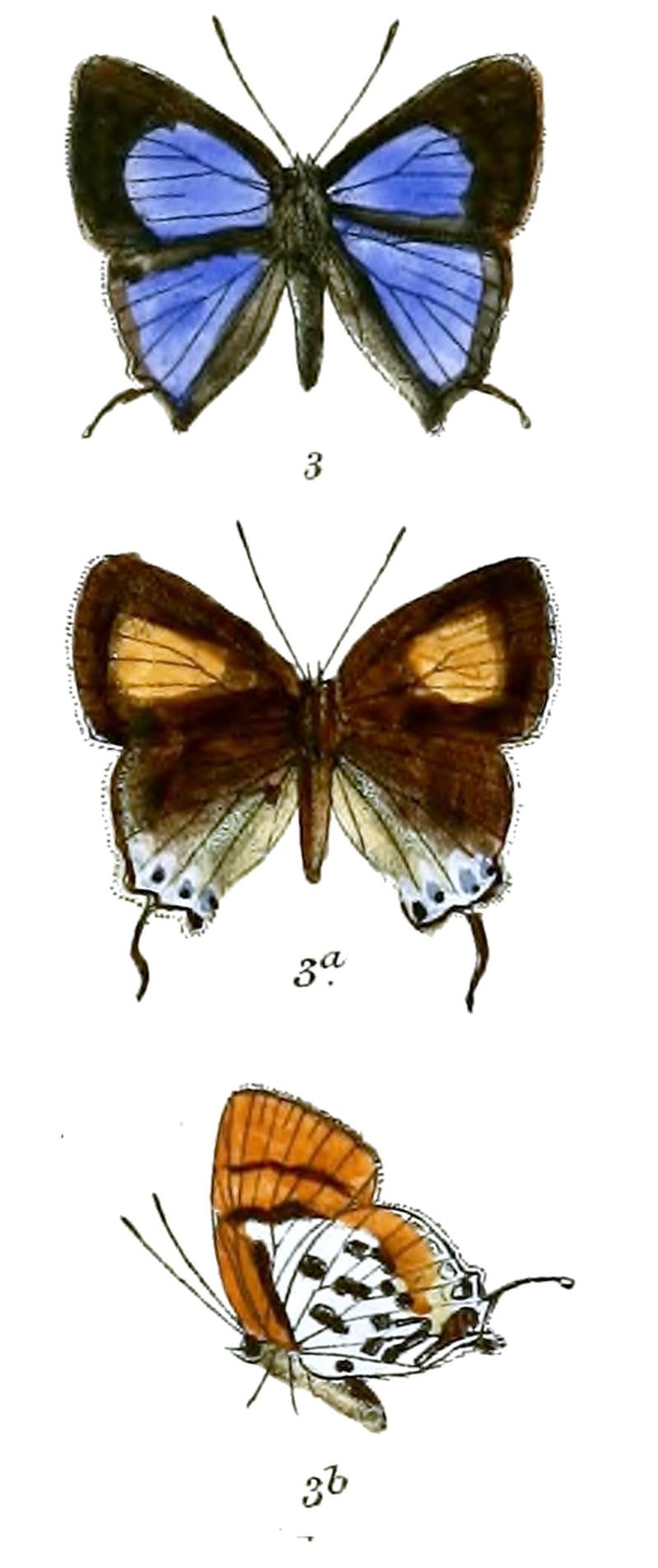 AraotesLapithis 709 3