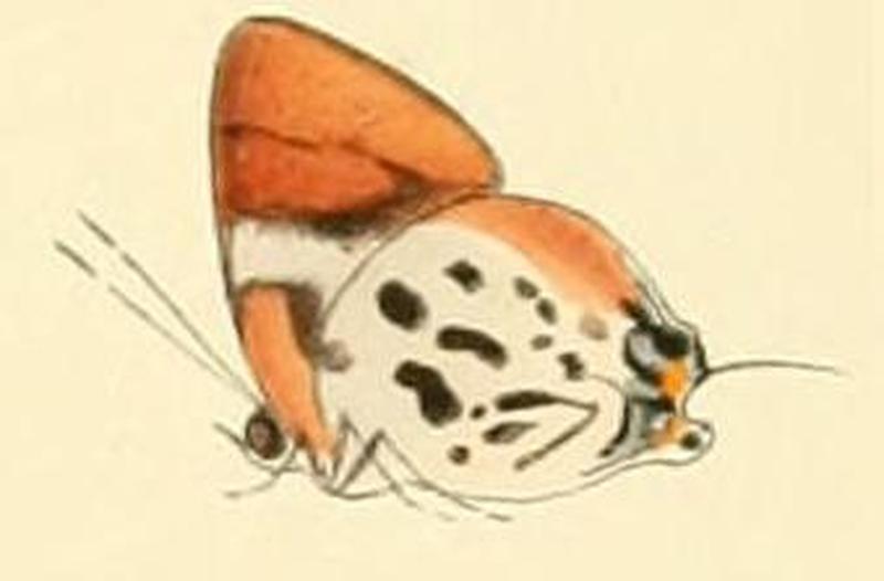 Araotes lapithis1