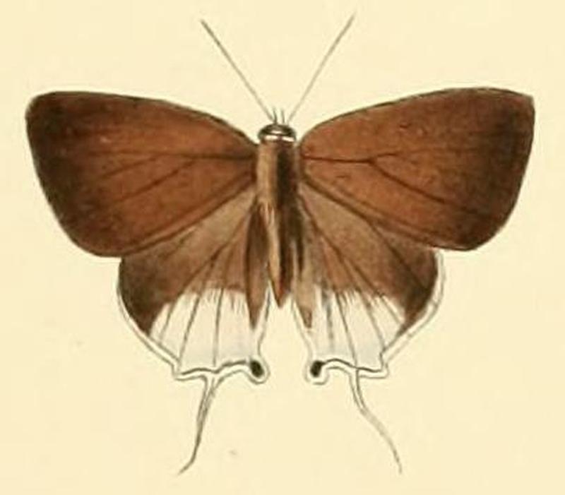 Araotes lapithis2