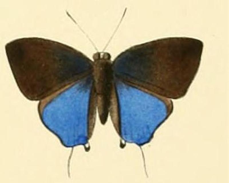Araotes lapithis3