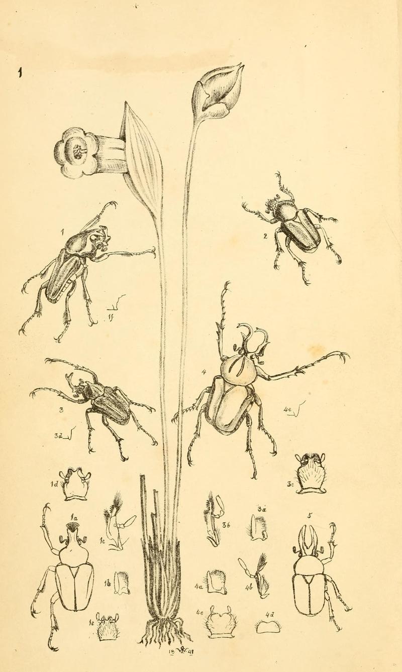 Arcana entomologica, or, Illustrations of new, rare, and interesting insects (Pl. 1) (6941142702)