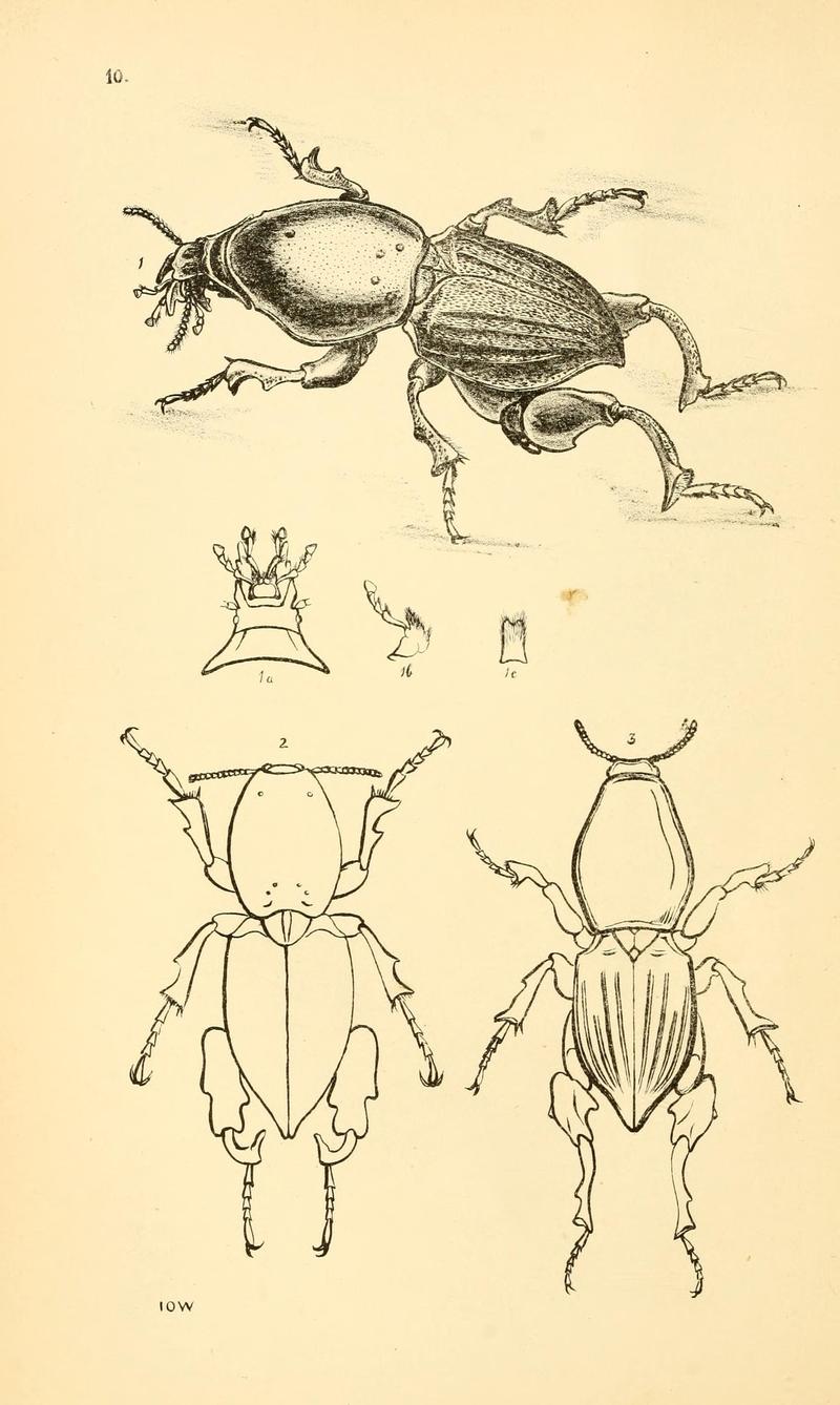Arcana entomologica, or, Illustrations of new, rare, and interesting insects (Pl. 10) (6941148880)