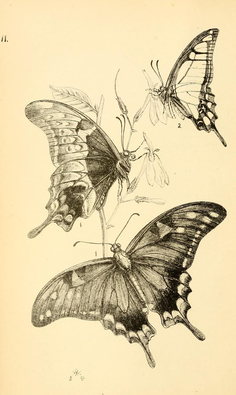 Arcana entomologica, or, Illustrations of new, rare, and interesting insects (Pl. 11) (7087219467)