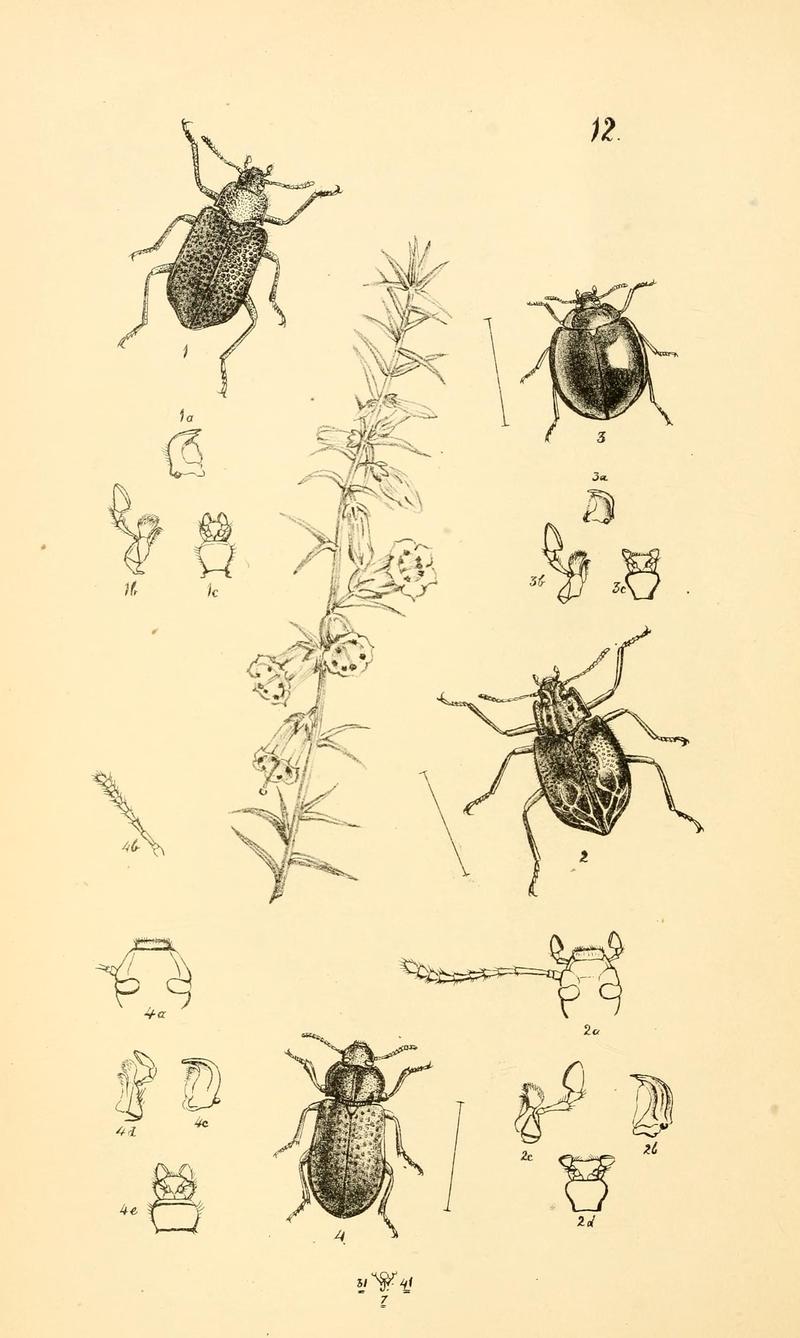 Arcana entomologica, or, Illustrations of new, rare, and interesting insects (Pl. 12) (7087220173)