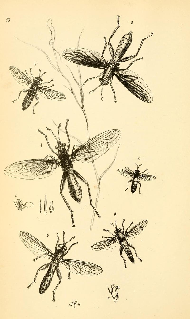 Arcana entomologica, or, Illustrations of new, rare, and interesting insects (Pl. 13) (6941150926)