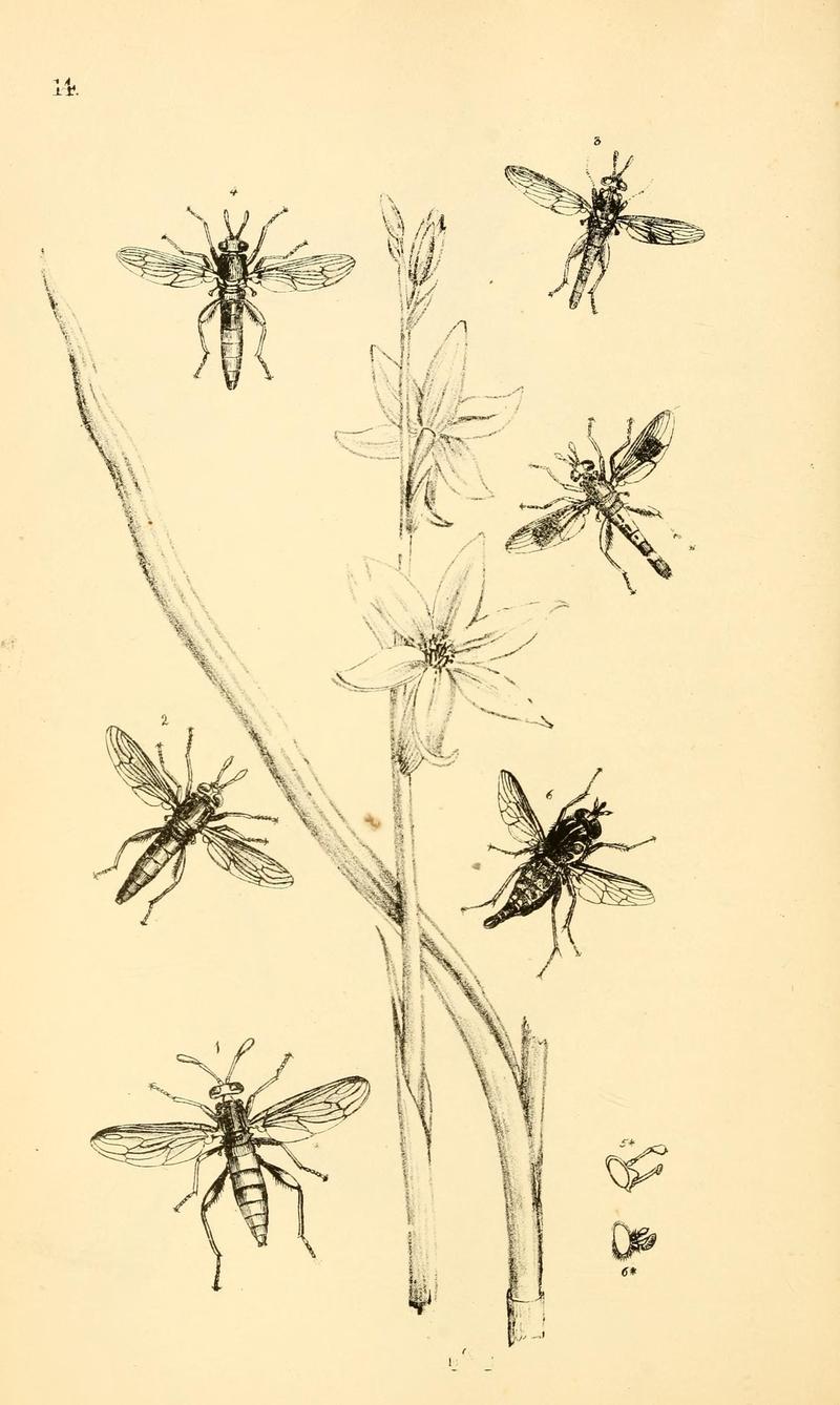 Arcana entomologica, or, Illustrations of new, rare, and interesting insects (Pl. 14) (6941151640)