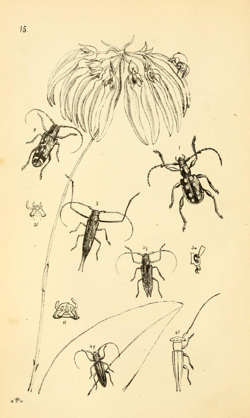 Arcana entomologica, or, Illustrations of new, rare, and interesting insects (Pl. 15) (7087222091)