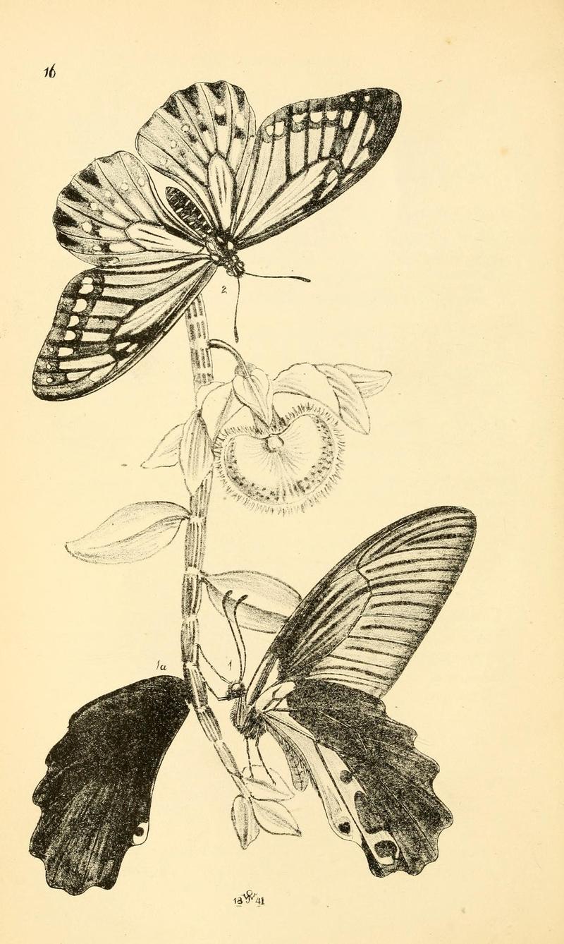 Arcana entomologica, or, Illustrations of new, rare, and interesting insects (Pl. 16) (7087222829)