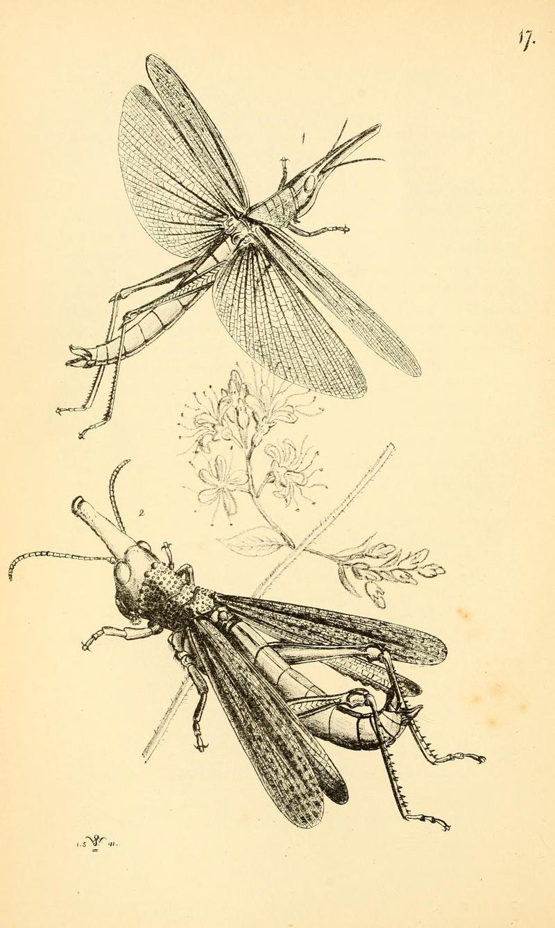 Arcana entomologica, or, Illustrations of new, rare, and interesting insects (Pl. 17) (7087223305)