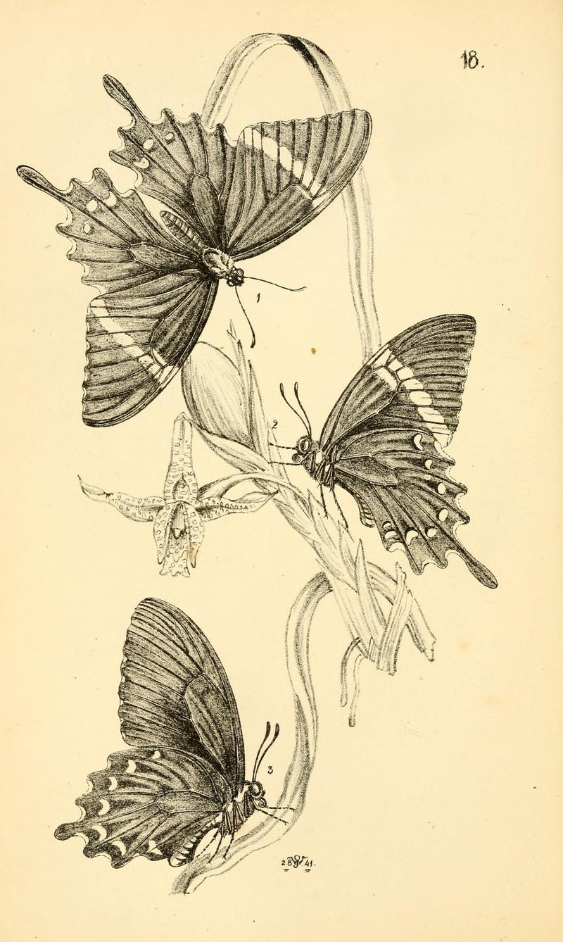 Arcana entomologica, or, Illustrations of new, rare, and interesting insects (Pl. 18) (7087223935)