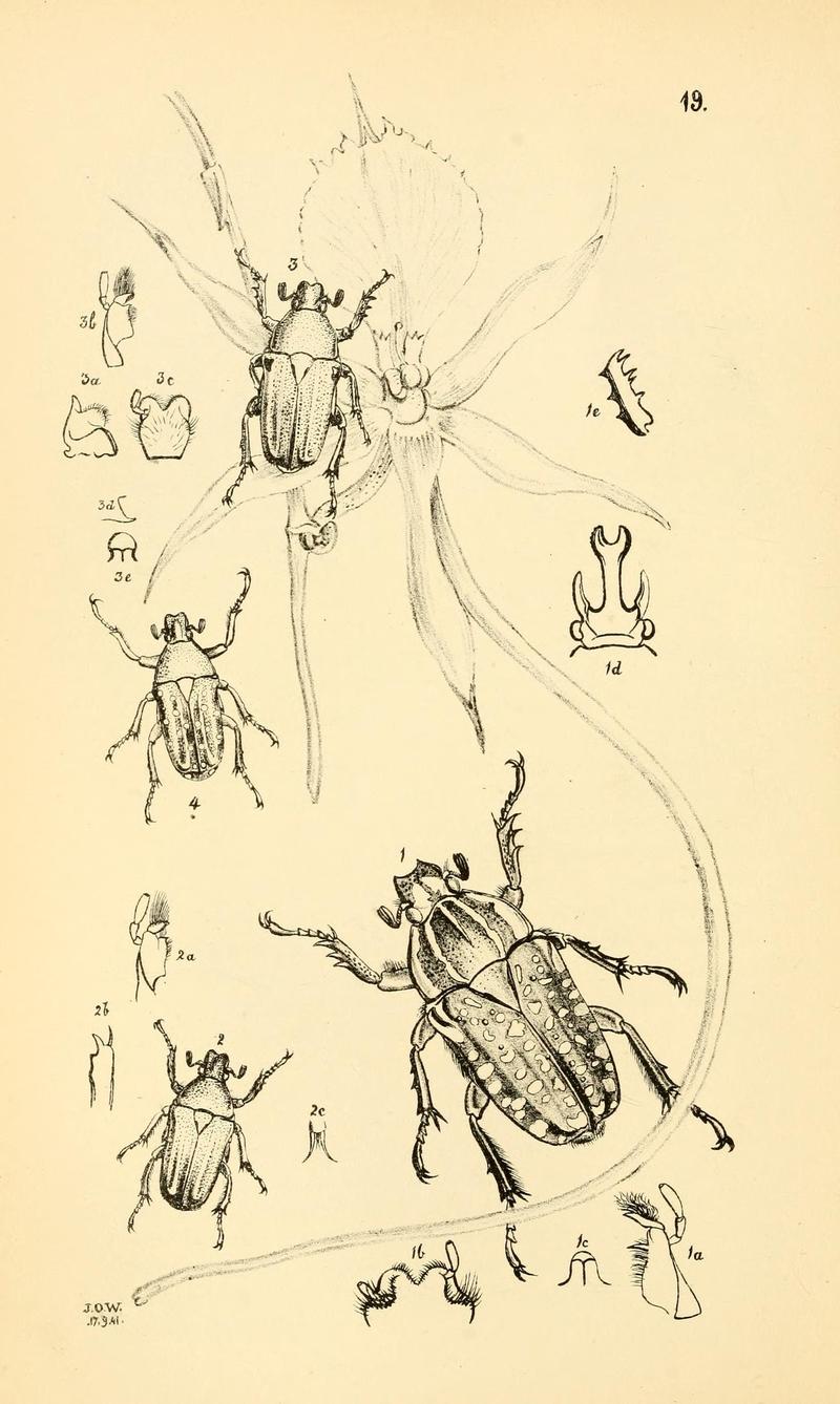Arcana entomologica, or, Illustrations of new, rare, and interesting insects (Pl. 19) (6941154880)