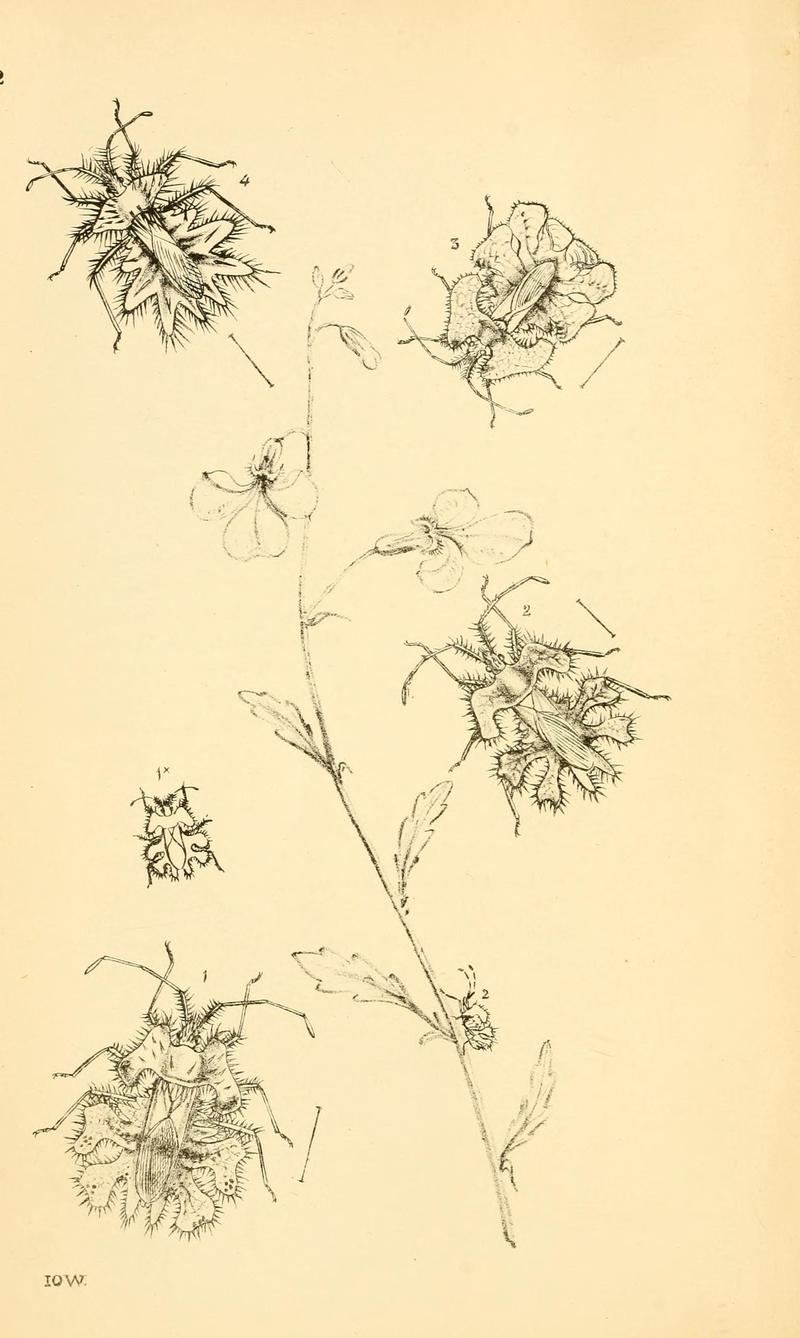 Arcana entomologica, or, Illustrations of new, rare, and interesting insects (Pl. 2) (6941143530)