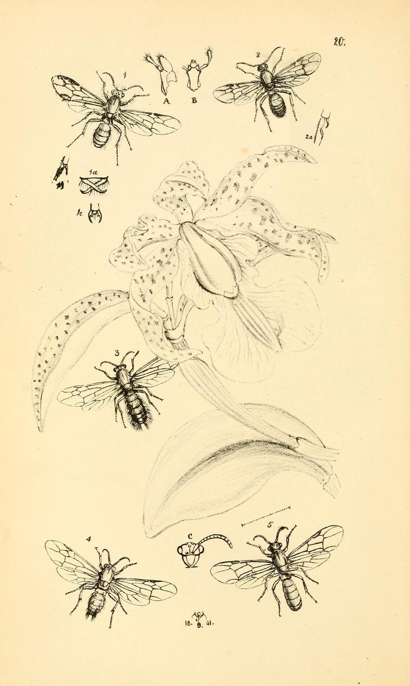 Arcana entomologica, or, Illustrations of new, rare, and interesting insects (Pl. 20) (7087225477)