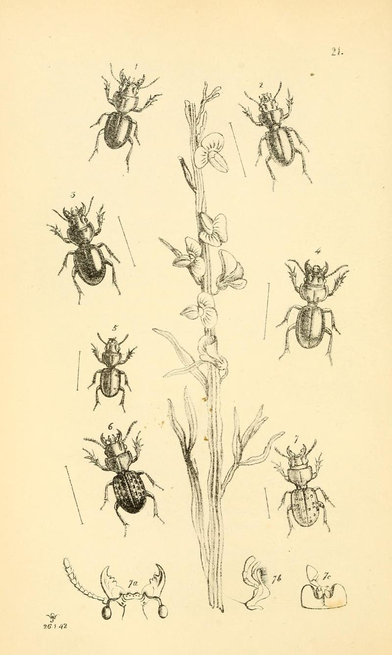 Arcana entomologica, or, Illustrations of new, rare, and interesting insects (Pl. 21) (7087226145)