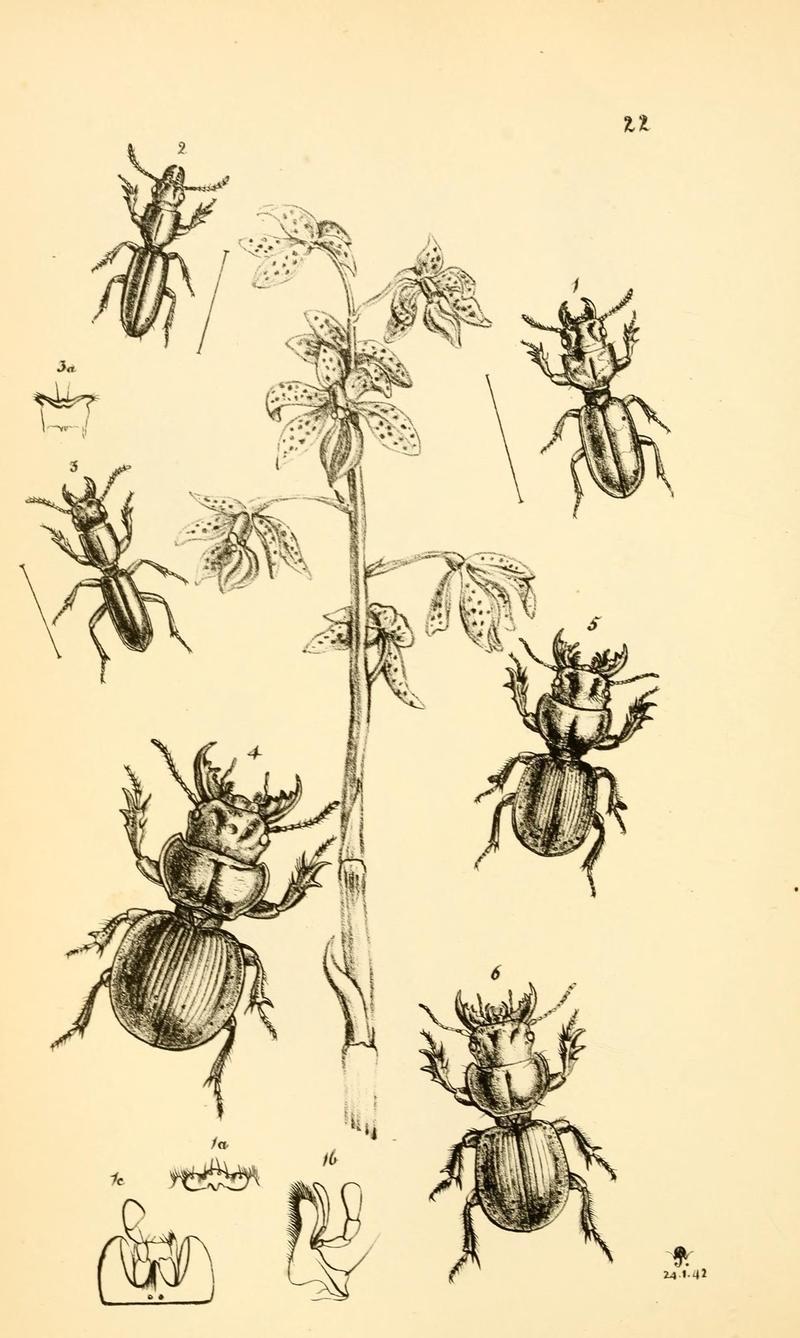 Arcana entomologica, or, Illustrations of new, rare, and interesting insects (Pl. 22) (7087226793)
