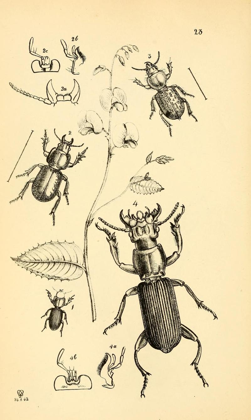 Arcana entomologica, or, Illustrations of new, rare, and interesting insects (Pl. 23) (6941157676)