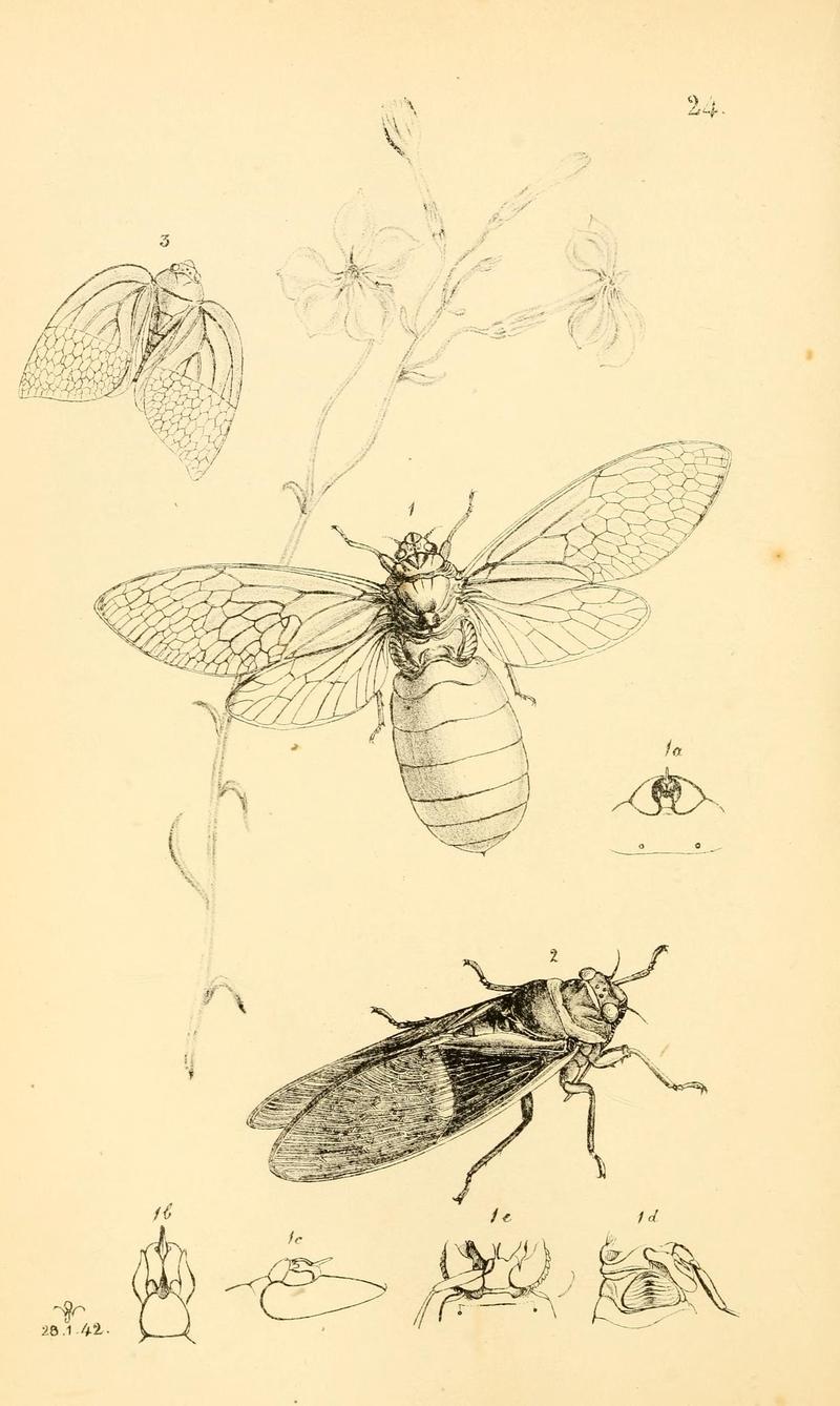 Arcana entomologica, or, Illustrations of new, rare, and interesting insects (Pl. 24) (7087228261)