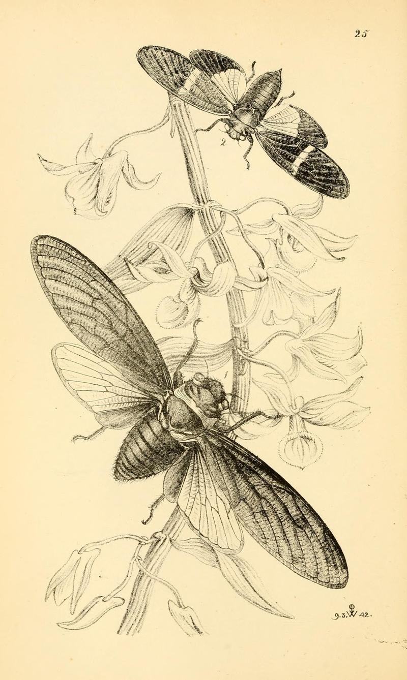 Arcana entomologica, or, Illustrations of new, rare, and interesting insects (Pl. 25) (7087229151)