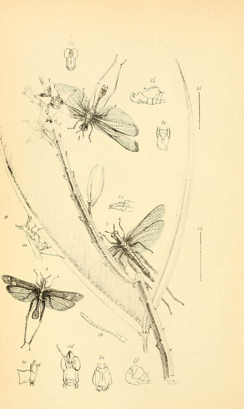 Arcana entomologica, or, Illustrations of new, rare, and interesting insects (Pl. 26) (7087229919)