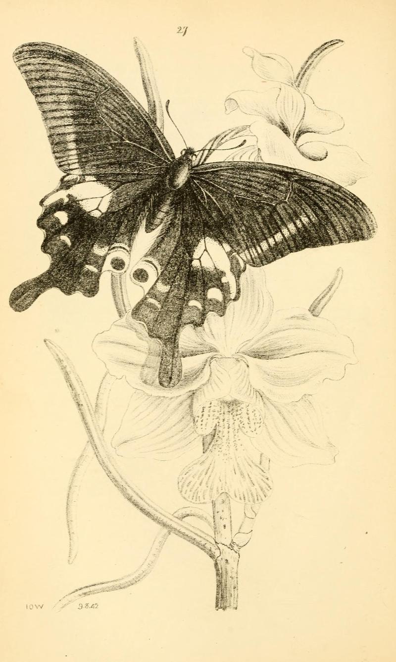 Arcana entomologica, or, Illustrations of new, rare, and interesting insects (Pl. 27) (6941160678)