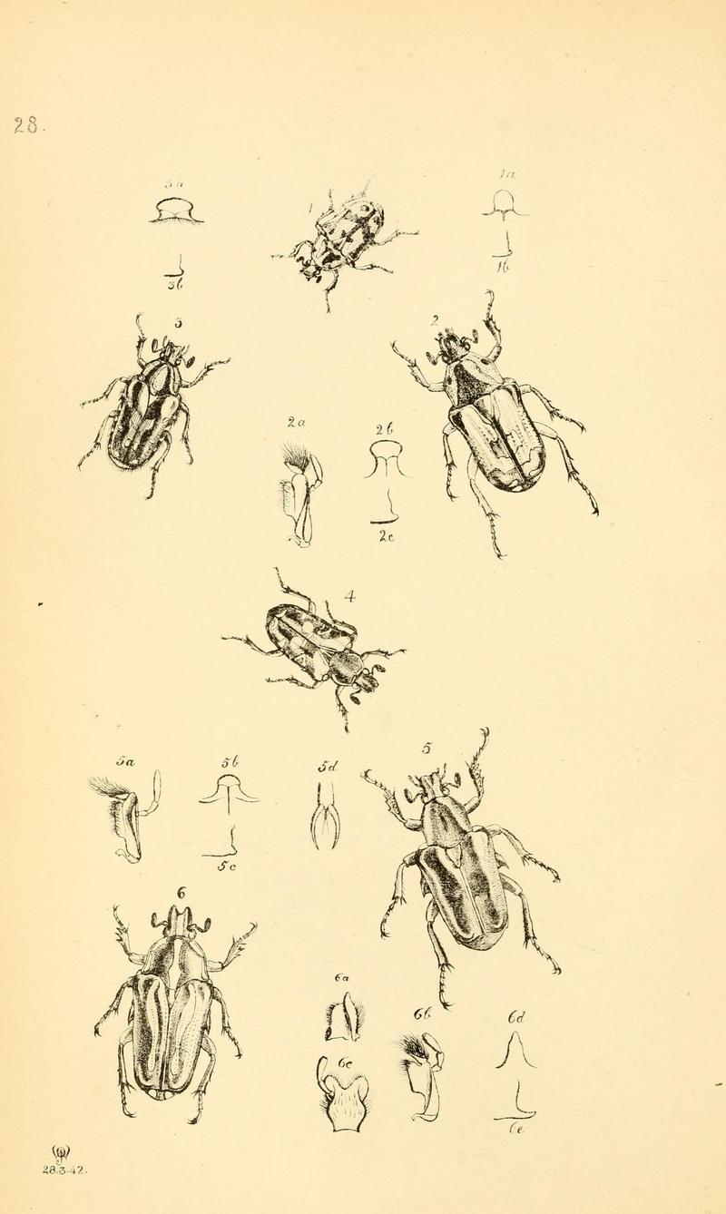 Arcana entomologica, or, Illustrations of new, rare, and interesting insects (Pl. 28) (7087231353)
